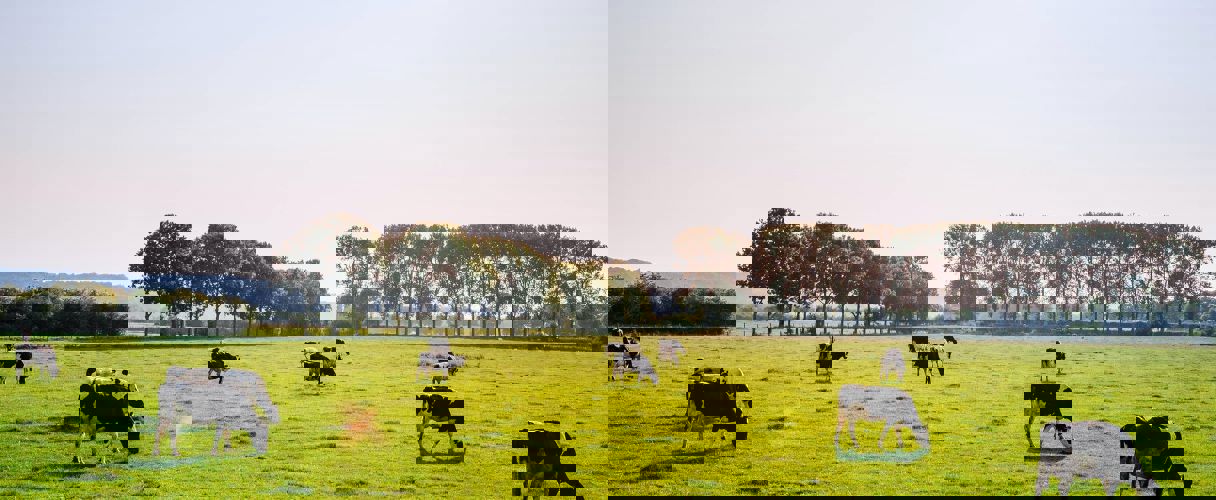 Dairy Farm Landscape large