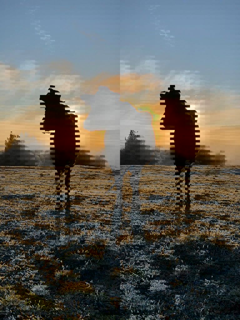 Armerjaskarna Sunrise Frost At TD