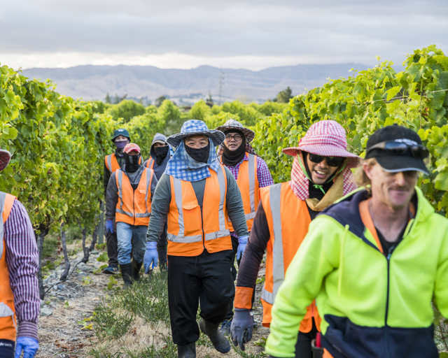 NZ Wine Workers O 1 (66)