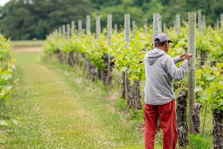 Vineyard man picking