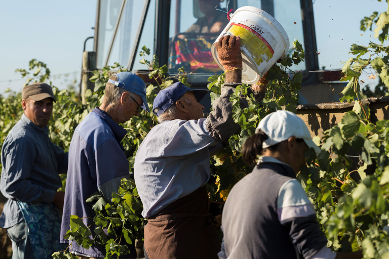 Taraclia Moldova 09152020 Farmers Harvesting Grapes From Vineyard Autumn Harvesting (1)