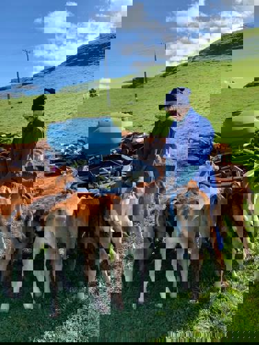 Calves at Armer Farms